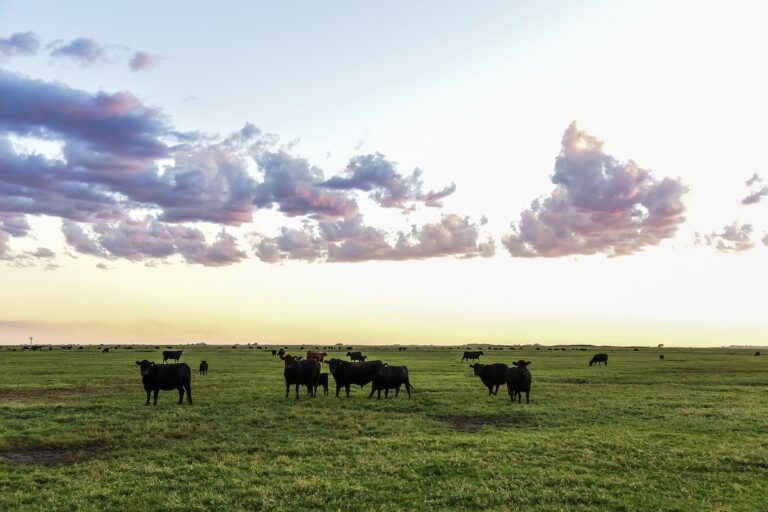 1920 cows grazing in the field in the pampas plain argentina 1