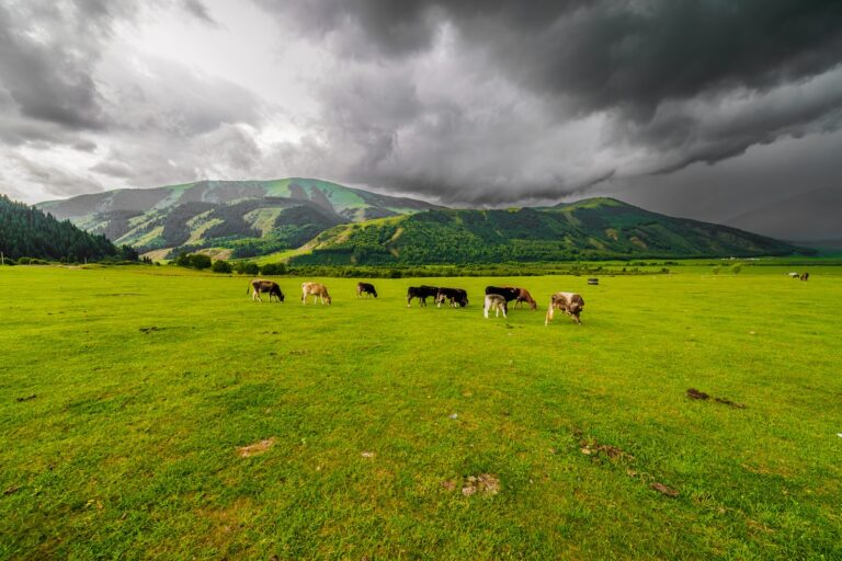 1920 cows grazing on green grass in mountainous natural landscape with cloudy sky 1