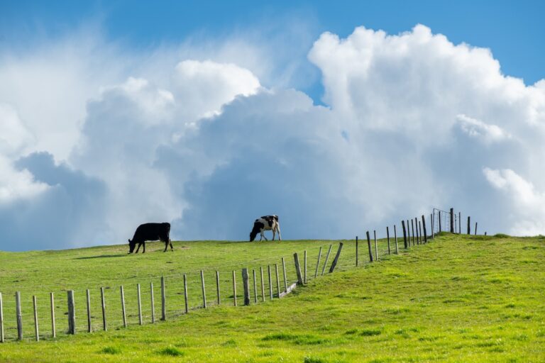 1920 green farmland with black and white cows standing along the ridge of a hill with blue sky and fluffy white clouds behind 1