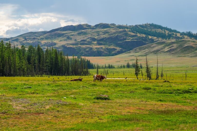 1920 thoroughbred herd of cows resting in the distance alpine cows grazing green wet slope of highlands group of cows in the distance on a summer pasture against the background of mountains 1