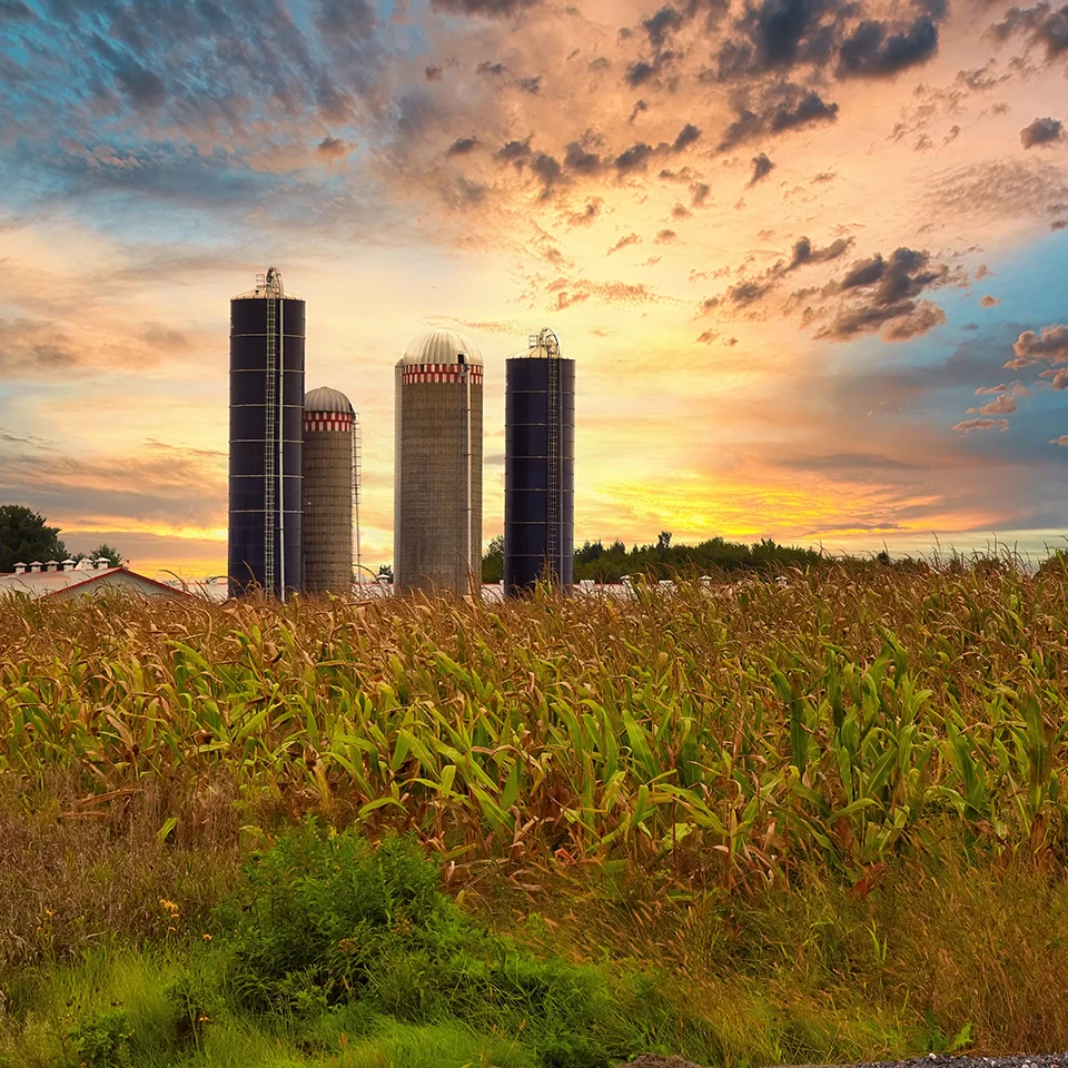 upton quebec canada september 23 2018 corn fields under a sunset 1852396