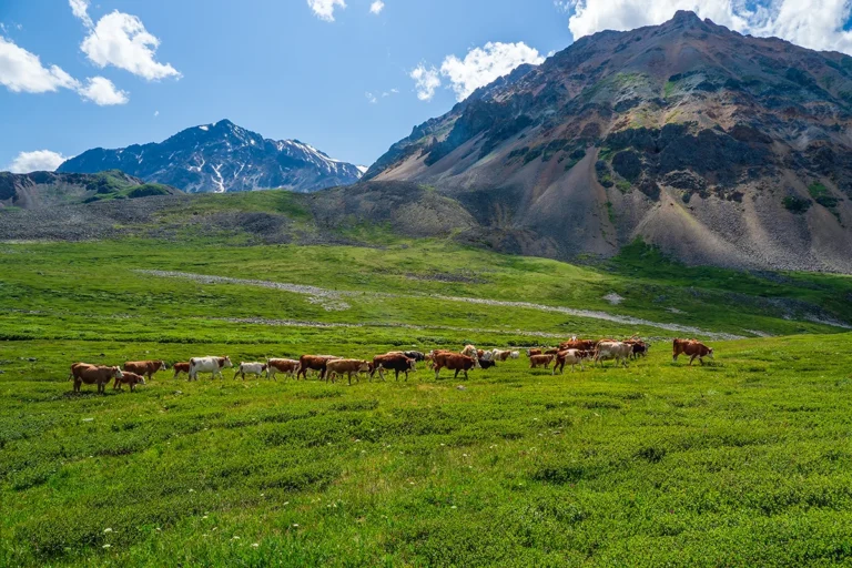 alpine cows grazing green slope of high mountains group of 24765715