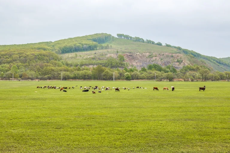 cows graze and rest on a spring or summer meadow with fresh 25407088
