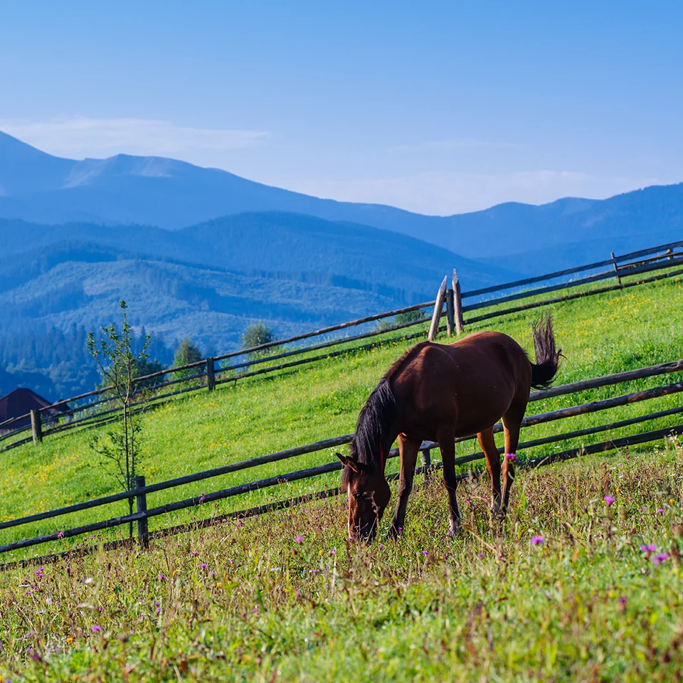 horse pasture in summer 6939944