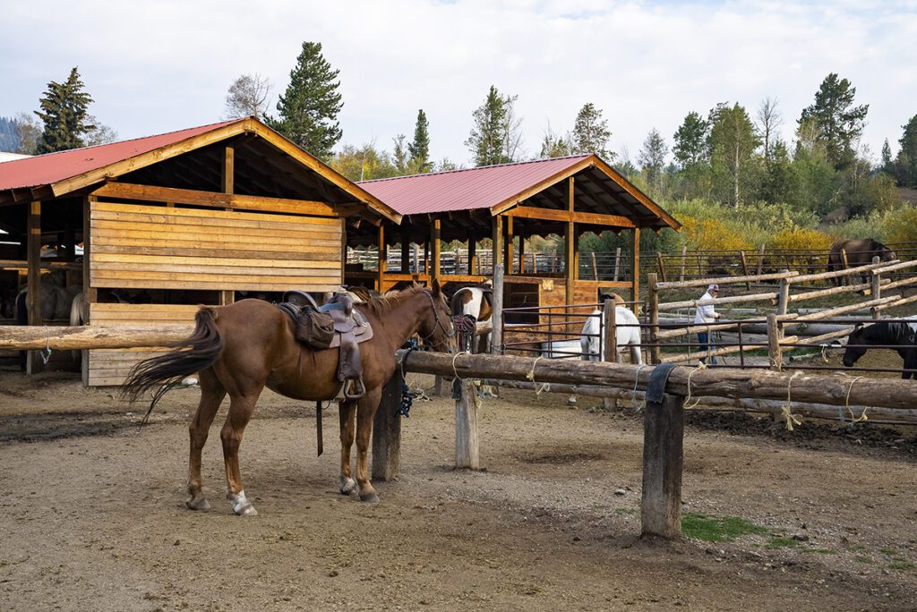 horses standing at ranch with trees in background at 13960198